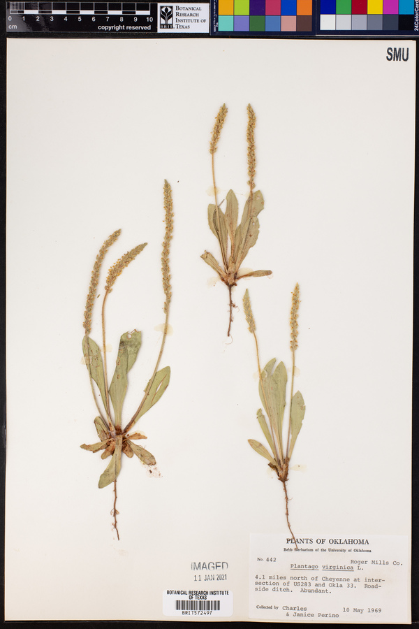 Plantago virginica image