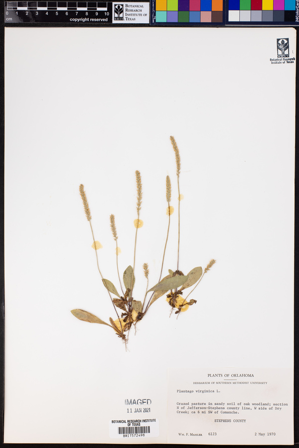 Plantago virginica image