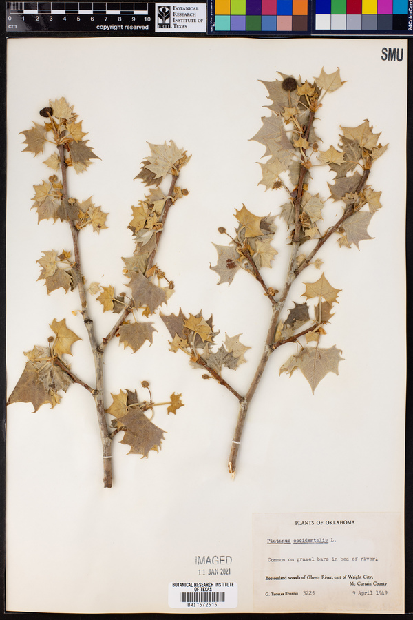 Platanus occidentalis image