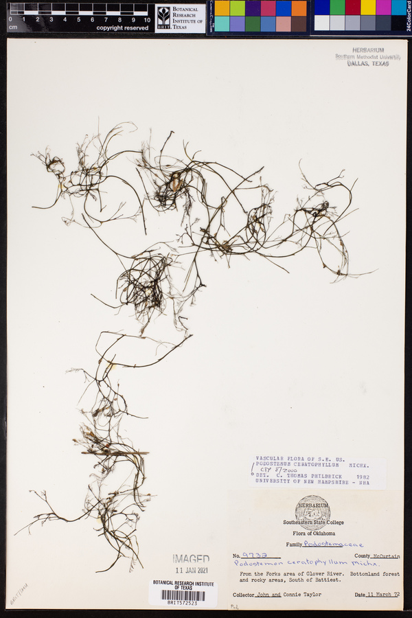 Podostemum ceratophyllum image