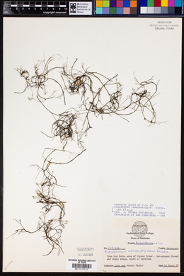 Image of Podostemum ceratophyllum