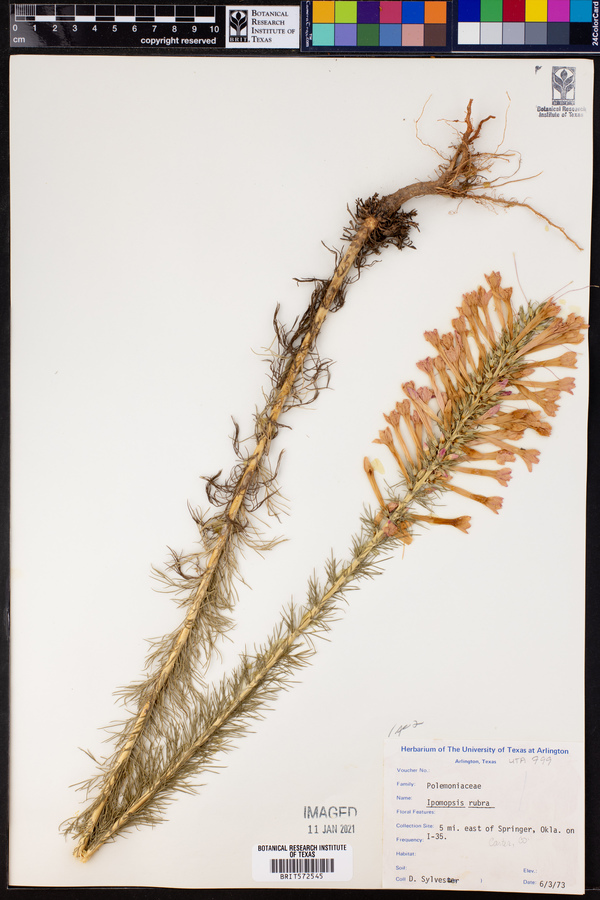 Ipomopsis rubra image