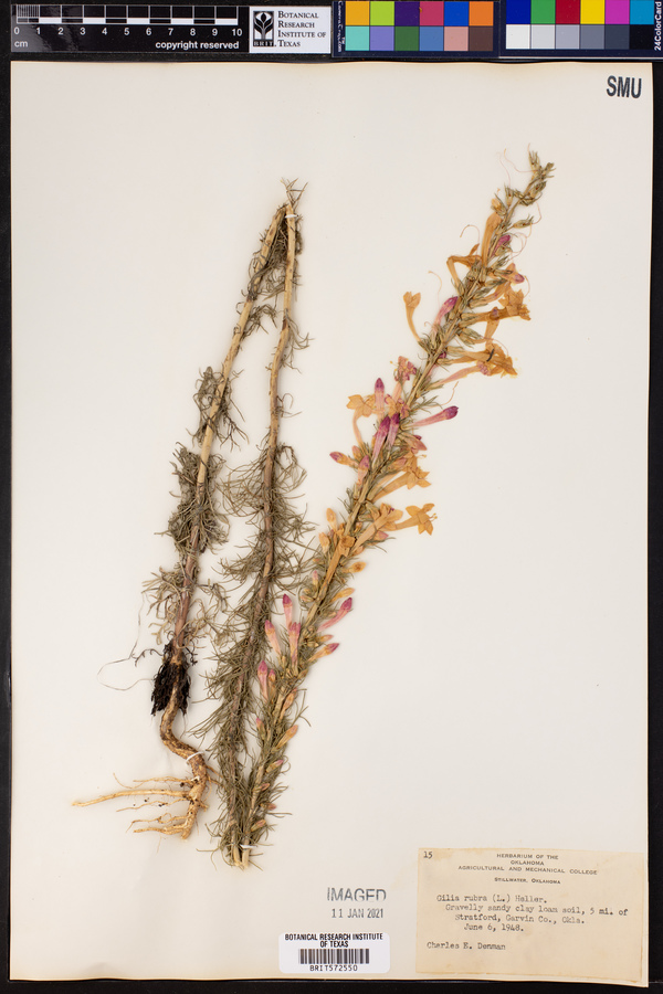 Gilia rubra image