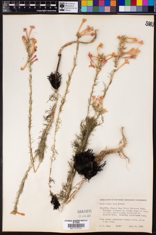 Gilia rubra image