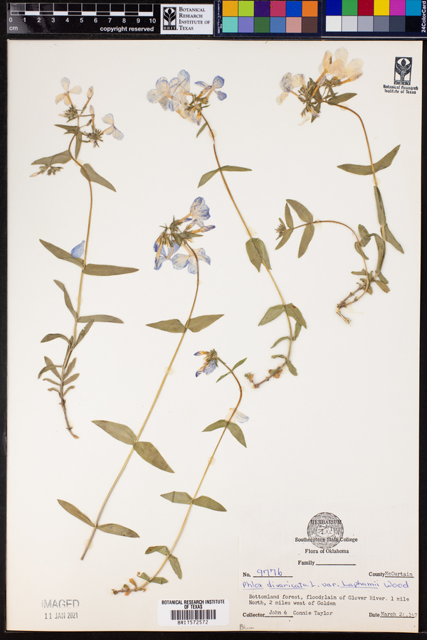 Phlox divaricata var. laphamii image