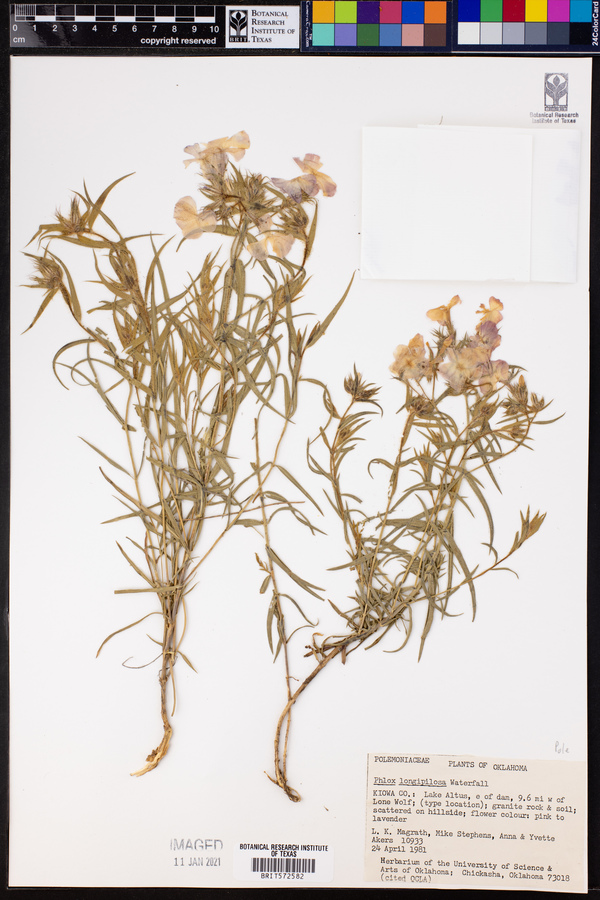 Phlox longipilosa image