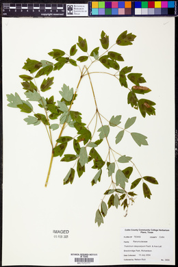 Thalictrum dasycarpum image