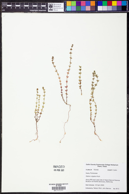 Galium virgatum image