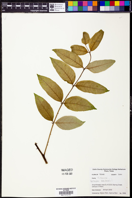 Zanthoxylum clava-herculis image