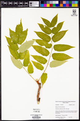 Ailanthus altissima image