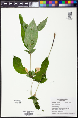 Ruellia strepens image