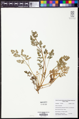 Chaerophyllum tainturieri var. tainturieri image