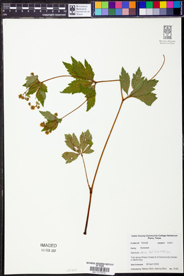 Sanicula odorata image