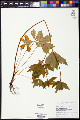 Sanicula odorata image