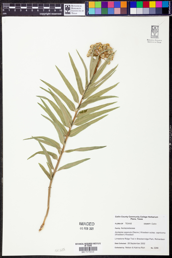 Asclepias asperula subsp. capricornu image