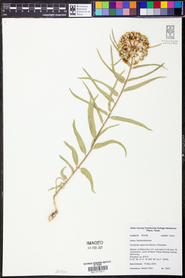 Asclepias asperula image