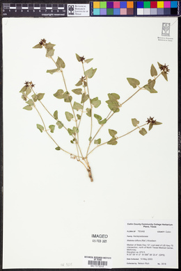 Matelea biflora image