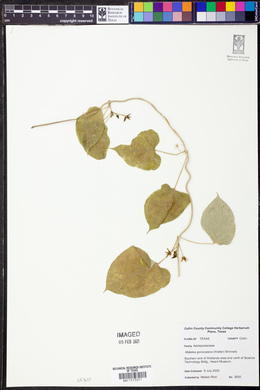 Gonolobus suberosus image