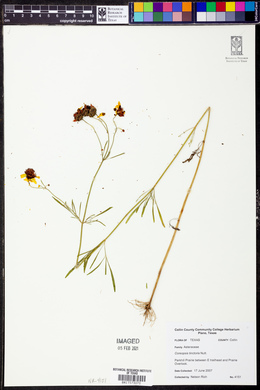 Coreopsis tinctoria image