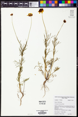 Coreopsis tinctoria image