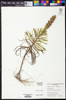 Liatris glandulosa image