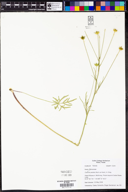 Callirhoe pedata image