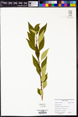 Forestiera acuminata image