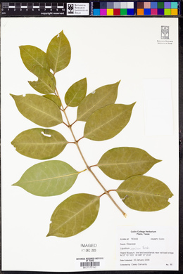 Ligustrum japonicum image