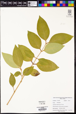 Ligustrum japonicum image