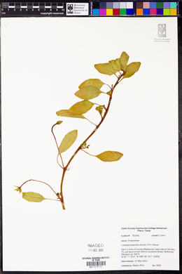 Ludwigia peploides image