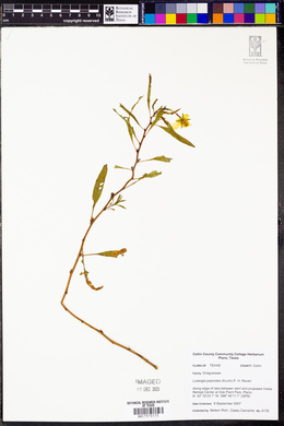Ludwigia peploides image