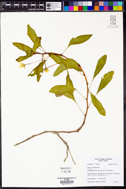 Ludwigia peploides image