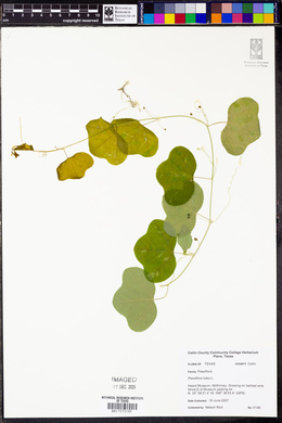 Passiflora lutea image