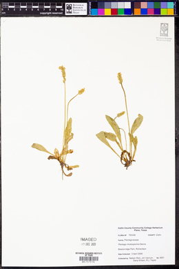 Plantago rhodosperma image