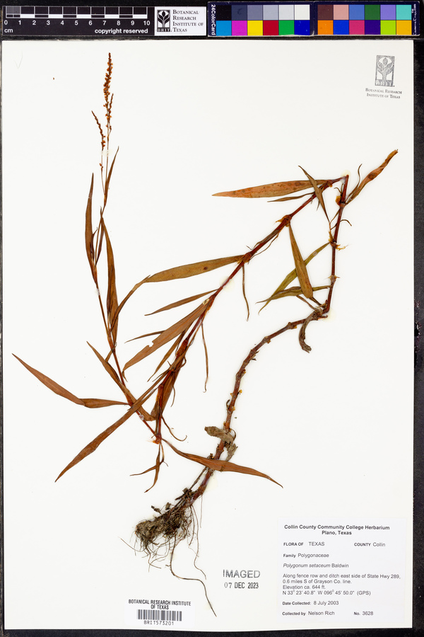 Polygonum setaceum image