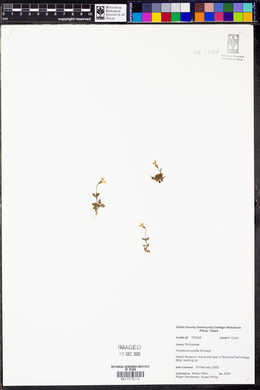 Houstonia pusilla image