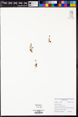 Houstonia pusilla image