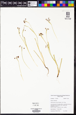 Sisyrinchium minus image