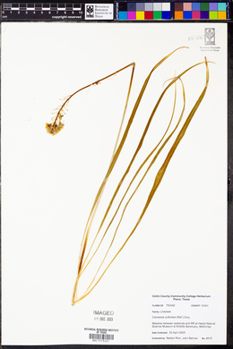Camassia scilloides image