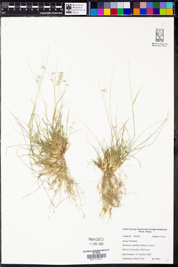 Bouteloua rigidiseta image