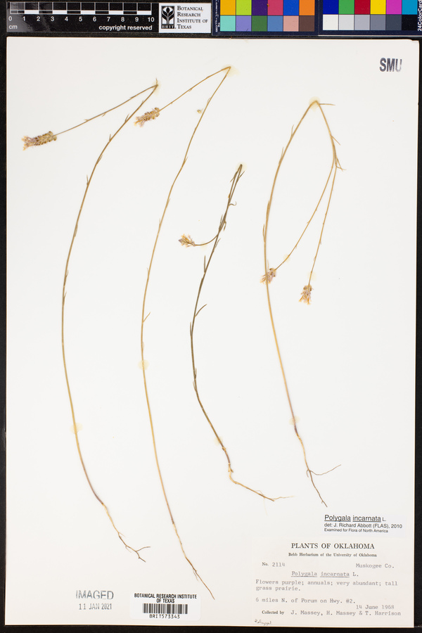 Polygala incarnata image