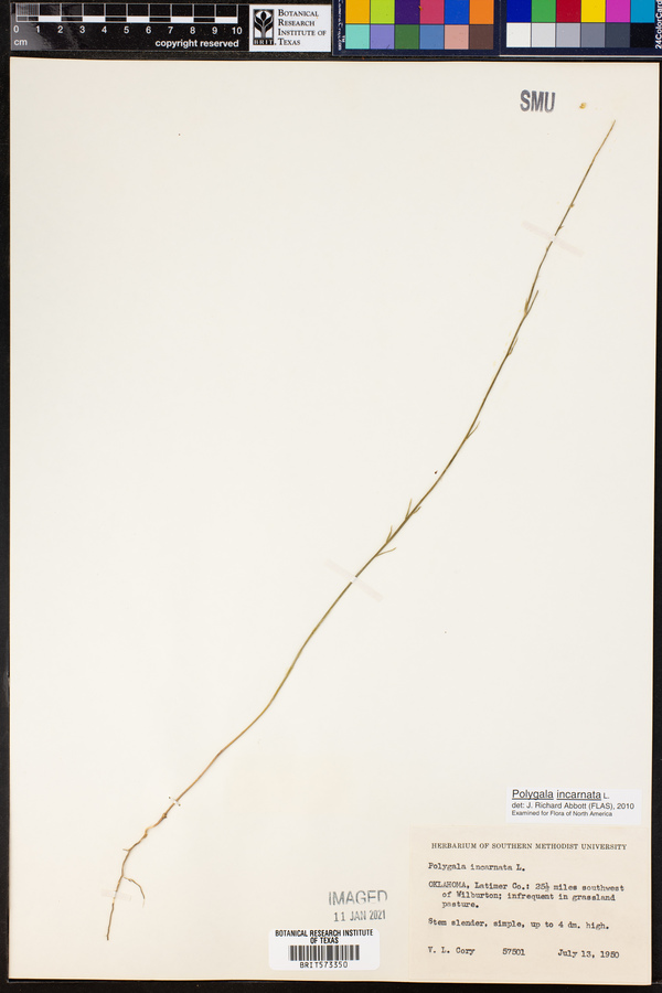 Polygala incarnata image