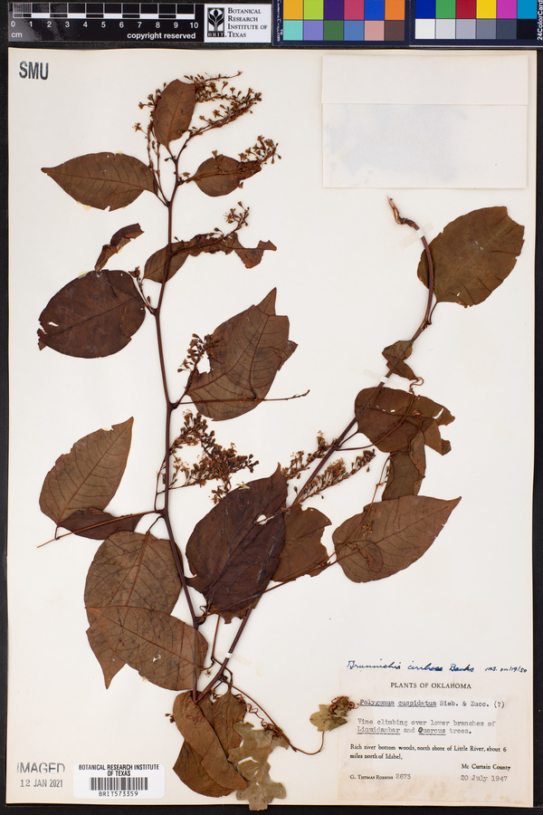 Brunnichia ovata image