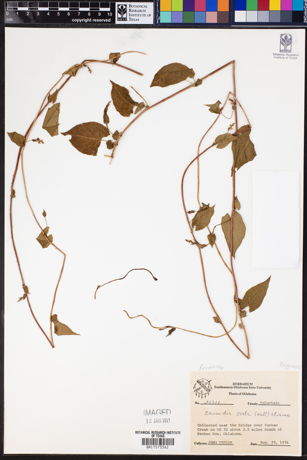Brunnichia ovata image