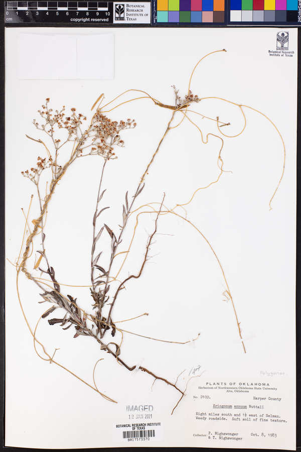 Eriogonum annuum image
