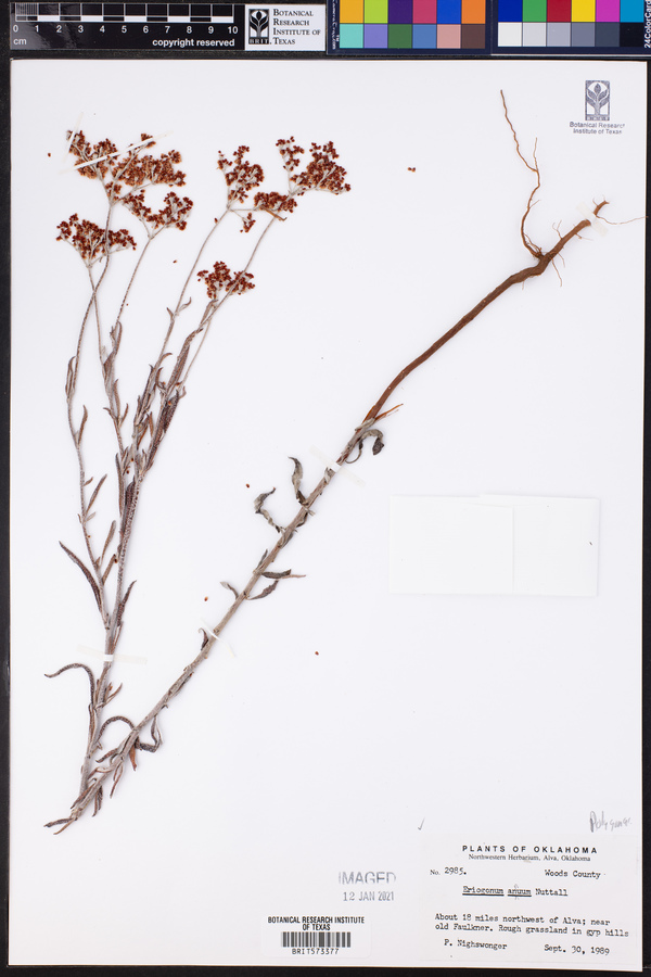 Eriogonum annuum image