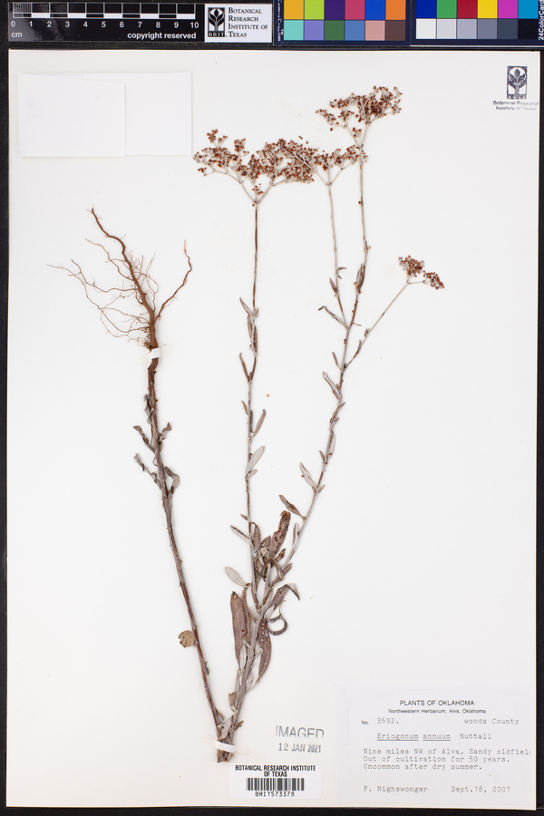 Eriogonum annuum image