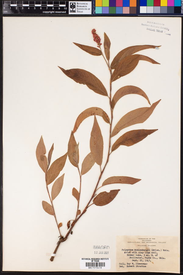 Polygonum muhlenbergii image