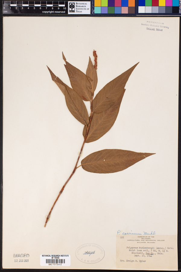 Polygonum amphibium var. emersum image