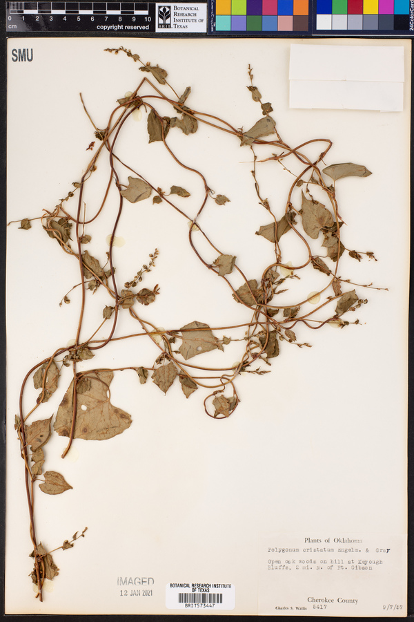 Polygonum cristatum image
